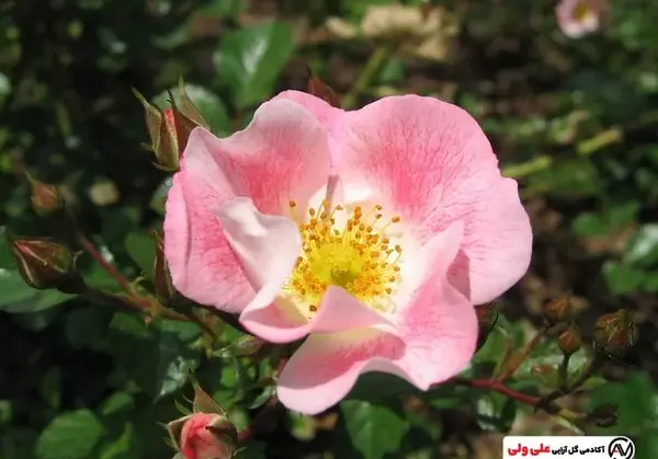 عکس گل نسترن زرد