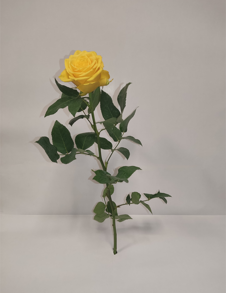 عکس گل نسترن زرد