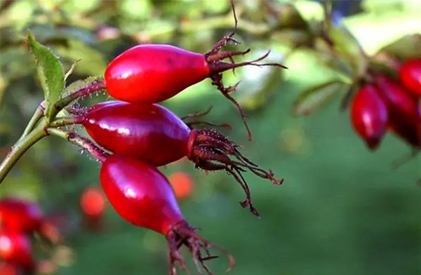 عکس گل نسترن زرد
