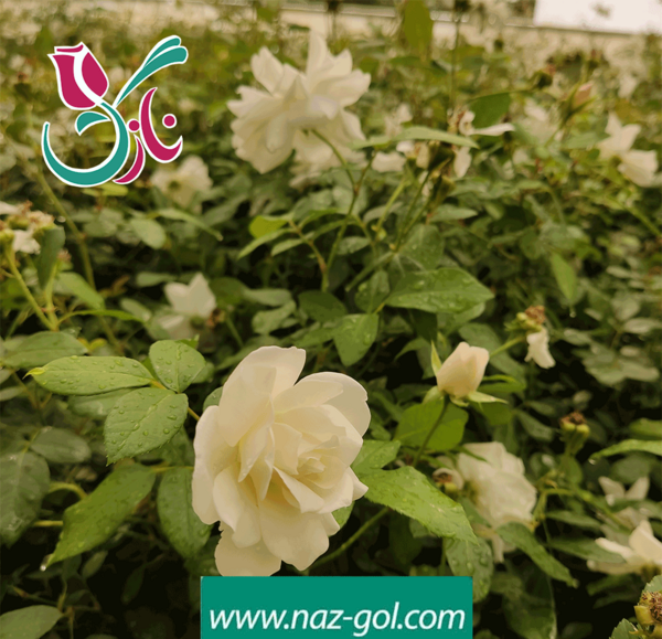 عکس گل نسترن زرد