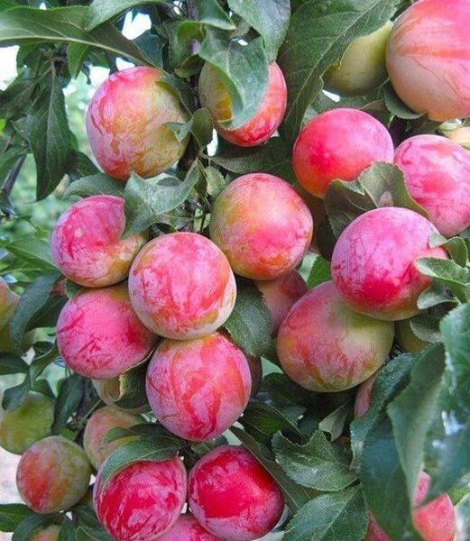 عکس میوه آلو سیاه