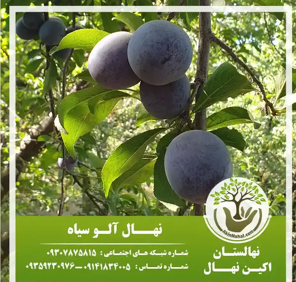 عکس میوه آلو سیاه
