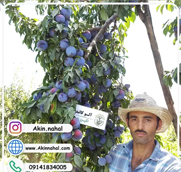 عکس میوه آلو سیاه