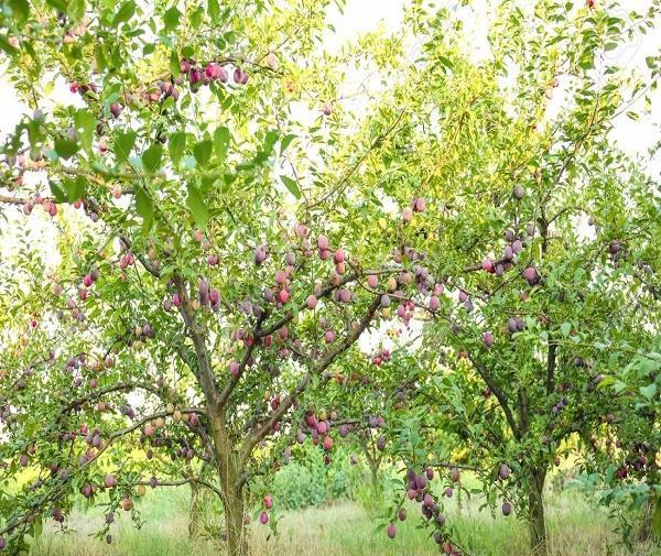 عکس میوه آلو سیاه