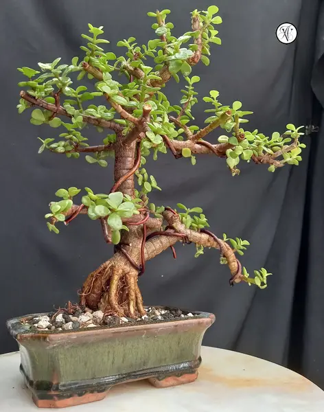 عکس گل جذب ثروت