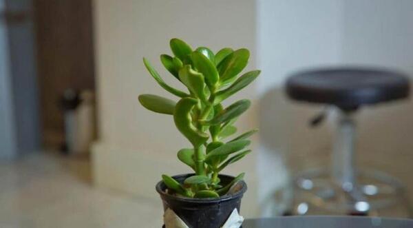 عکس گل جذب ثروت