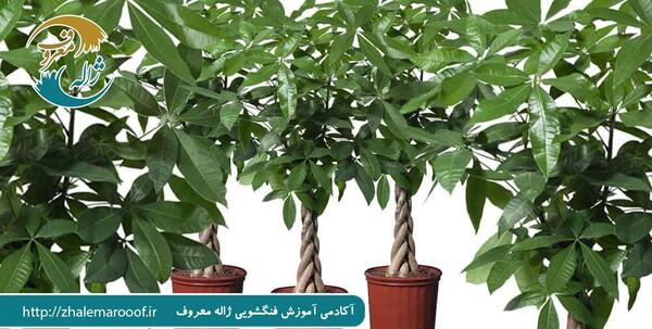 عکس گل جذب ثروت