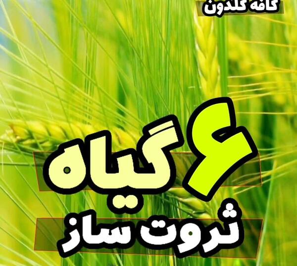 عکس گل جذب ثروت