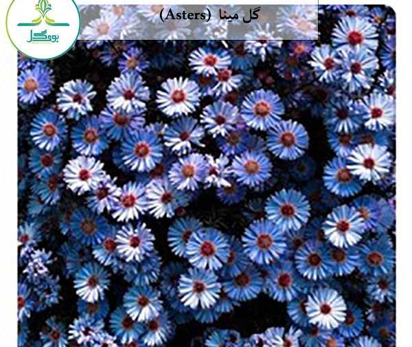 عکس گل مینای پاییزه