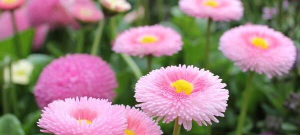 عکس گل مینای پاییزه