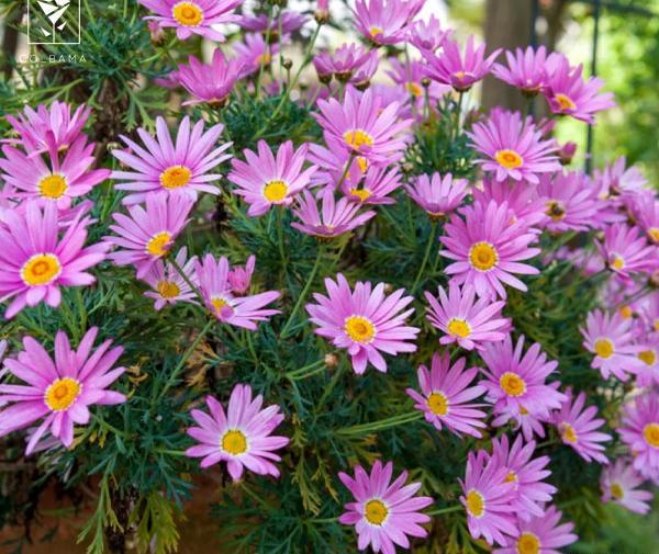 عکس گل مینای پاییزه
