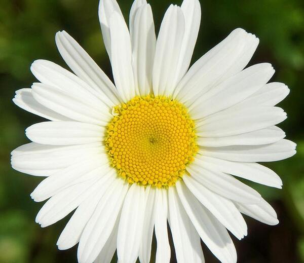 عکس گل مینای پاییزه