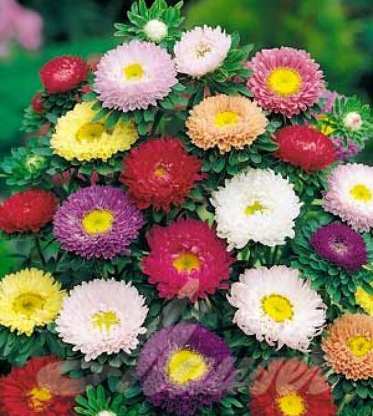 عکس گل مینای پاییزه