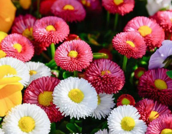 عکس گل مینای پاییزه