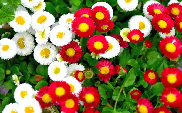 عکس گل مینای پاییزه