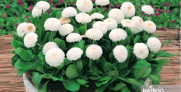 عکس گل مینای پاییزه