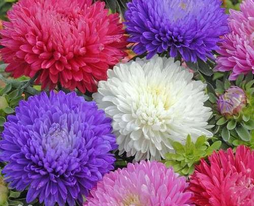 عکس گل مینای پاییزه