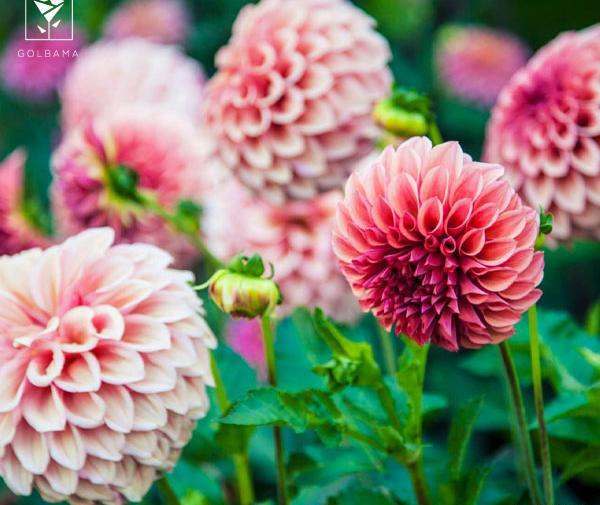 عکس گل مینای پاییزه