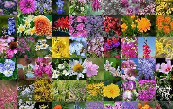 عکس گل مینای پاییزه