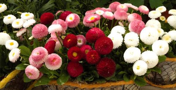 عکس گل مینای پاییزه