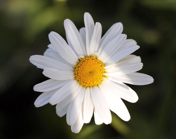 عکس گل مینای پاییزه