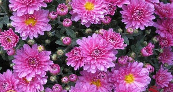 عکس گل مینای پاییزه