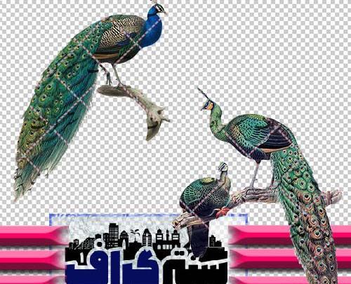 عکس طاووس سیاه سفید