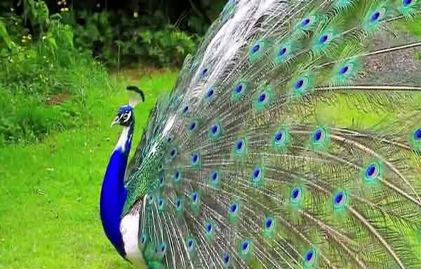 عکس طاووس سیاه سفید