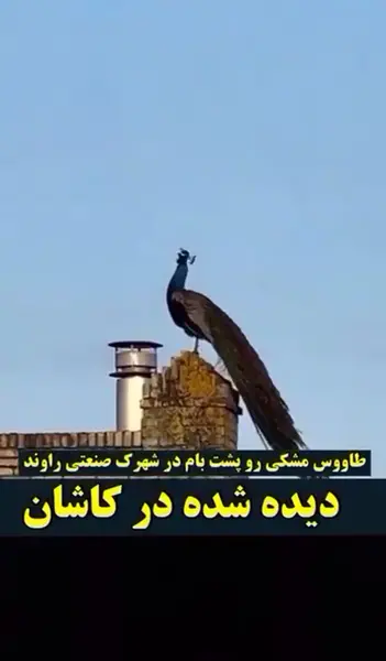 عکس طاووس سیاه سفید