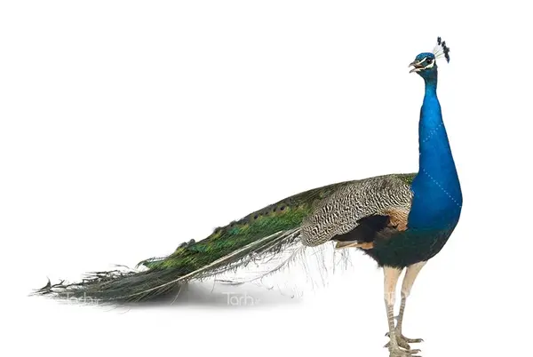 عکس طاووس سیاه سفید