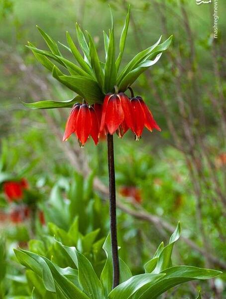 عکس گل تنها در کوهستان