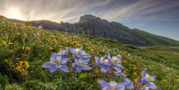 عکس گل تنها در کوهستان
