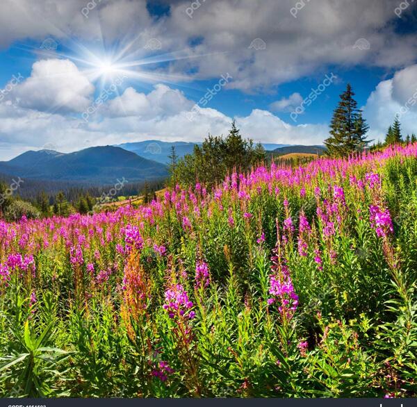 عکس گل تنها در کوهستان