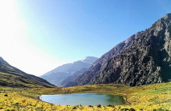 عکس گل تنها در کوهستان