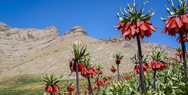 عکس گل تنها در کوهستان