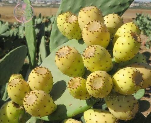 عکس گل کاکتوس میوه دار