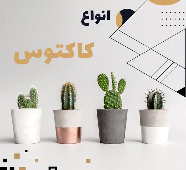 عکس گل کاکتوس میوه دار