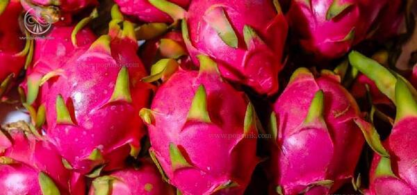 عکس گل کاکتوس میوه دار