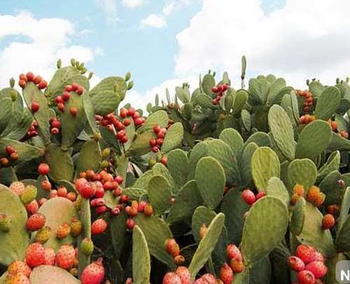 عکس گل کاکتوس میوه دار