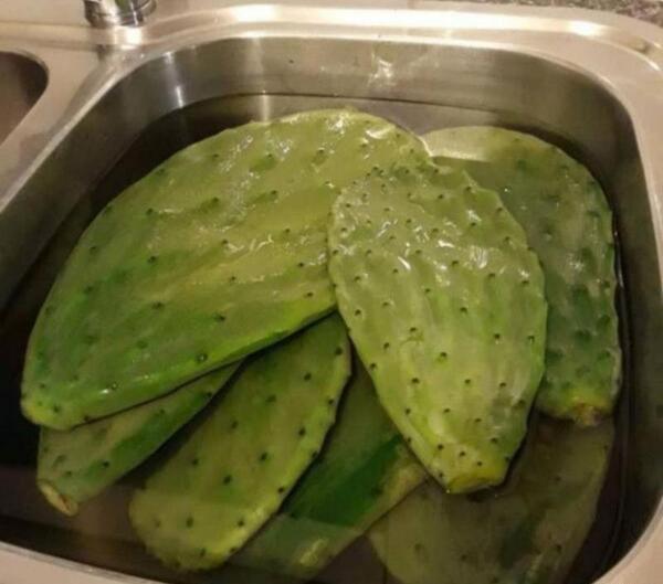 عکس گل کاکتوس میوه دار