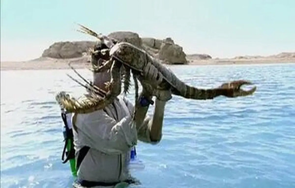 عکس عقرب سیاه ترسناک