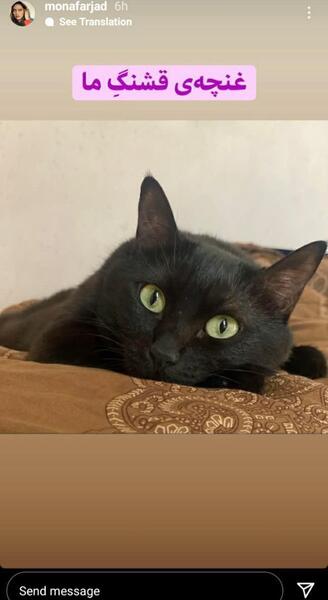 عکس گربه سیاه زشت