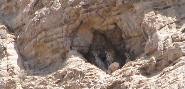 عکس های سیاه کوه