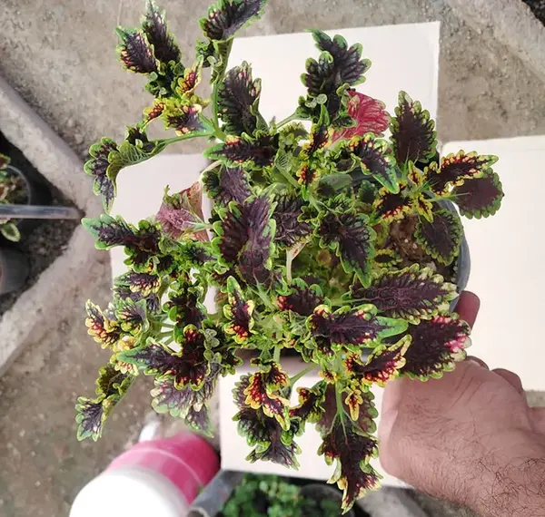 عکس گل حسن یوسفی