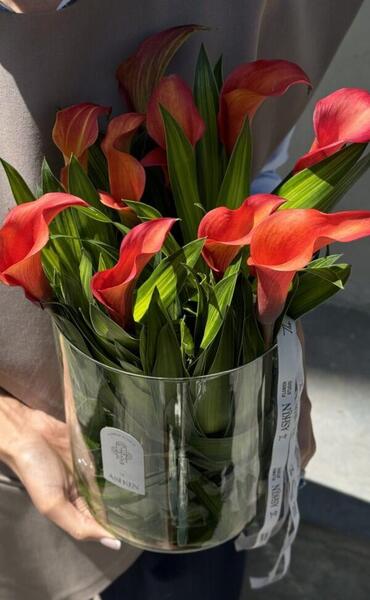 عکس گل شیپوری هلندی