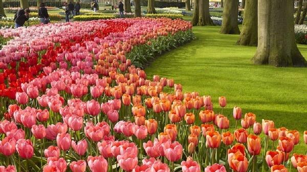 عکس گل شیپوری هلندی