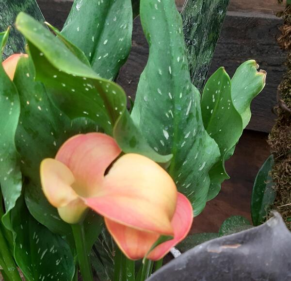 عکس گل شیپوری هلندی