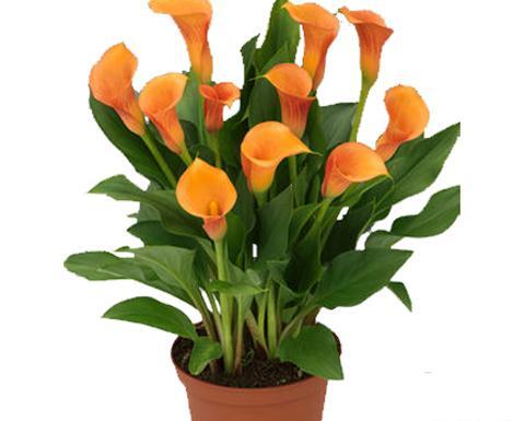 عکس گل شیپوری هلندی