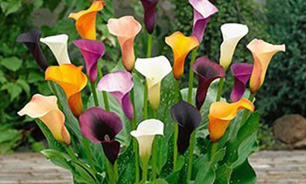 عکس گل شیپوری هلندی