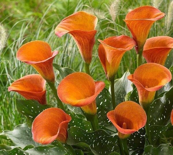 عکس گل شیپوری هلندی